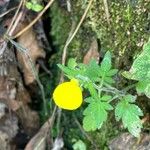 Calceolaria tripartita Flor