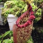 Nepenthes mirabilis Blatt