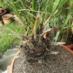 Phoenix canariensis Rinde