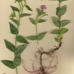 Epilobium duriaei Pokrój