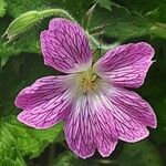 Geranium × oxonianum Cvet