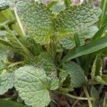 Lamium hybridum 葉