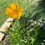 Coreopsis lanceolataCvet