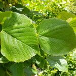 Tilia × euchlora Leaf