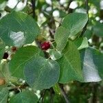 Prunus mahaleb Leaf