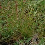 Bulbostylis densa موطن