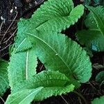 Bistorta officinalis Blad