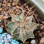 Astrophytum capricorne Leht