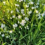 Stellaria palustrisLevél