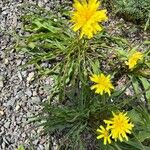 Scorzonera austriaca Hàbitat