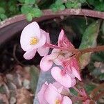 Begonia hydrocotylifolia Fiore