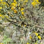 Cytisus galianoi Likasa