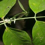 Machaerium pittieri Leaf