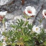 Potentilla clusiana Vekstform