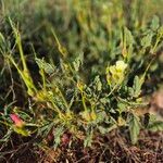 Monsonia longipes Fiore