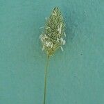 Phalaris brachystachys 花