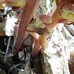 Orobanche hederae Bark