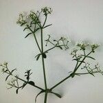 Galium debile 花