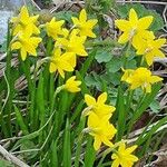 Narcissus cyclamineus Çiçek