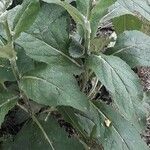 Verbascum boerhavii Leaf