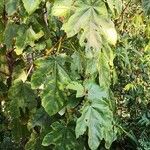 Ficus esquiroliana