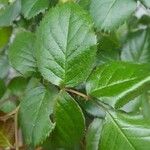 Rubus adscitus Folha