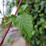 Fallopia baldschuanica Levél