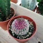 Echinocereus rigidissimus 叶