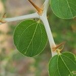 Ziziphus spina-christi Fuelha