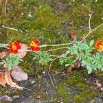 Tagetes tenuifolia Mosusu