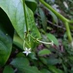 Rudgea stipulacea