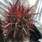 Ferocactus wislizeni Folha
