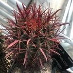 Ferocactus wislizeni برگ