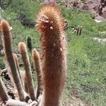 Cleistocactus hyalacanthus Liść