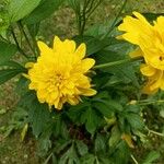 Rudbeckia laciniata 花