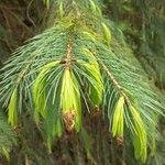 Picea smithiana Leaf