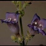 Penstemon laetus Flor