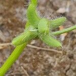 Astragalus sinaicus Froito