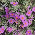 Cistus albidusBlüte