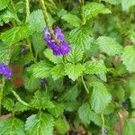 Stachytarpheta jamaicensisFlower