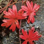 Geranium lucidum List