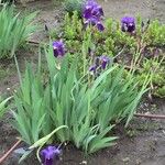 Iris germanica Ďalší