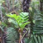 Campsidium valdivianum Otro