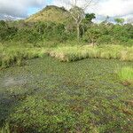 Pontederia diversifolia Habitat