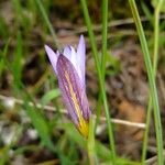 Romulea columnae 花