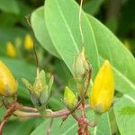 Hypericum monogynum Fruit