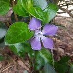 Vinca majorЦвят