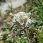 Anemone alpina Frucht