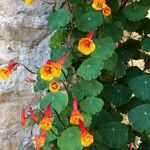 Tropaeolum tuberosum Blomma