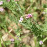 Ornithopus sativus Lorea